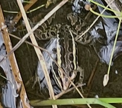 Lithobates palustris