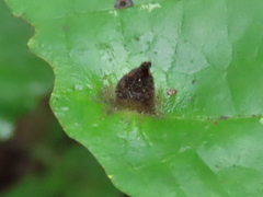 Hormaphis hamamelidis