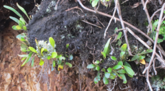 Pyrrosia eleagnifolia