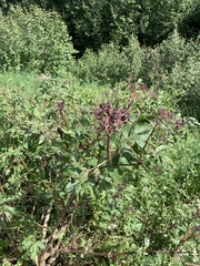 Sambucus racemosa melanocarpa