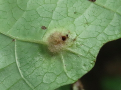 Hormaphis hamamelidis