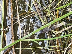Lithobates palustris