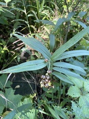 Maianthemum stellatum
