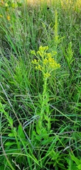 Solidago rigida