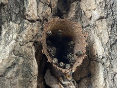 Nannotrigona perilampoides
