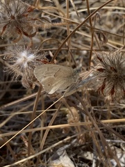Coenonympha california