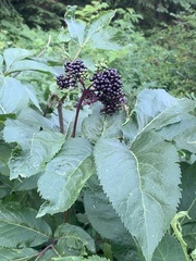 Sambucus racemosa melanocarpa