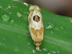 Aethes argentilimitana