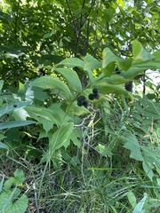 Polygonatum biflorum