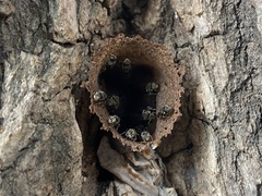 Nannotrigona perilampoides
