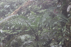 Cyathea