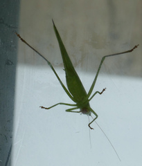 Neoconocephalus ensiger