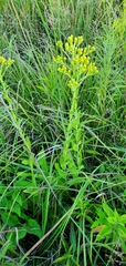 Solidago rigida