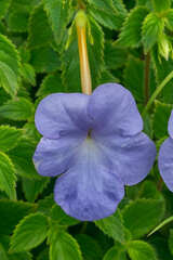 Achimenes longiflora