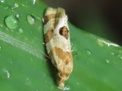 Aethes argentilimitana