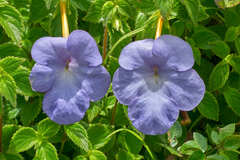 Achimenes longiflora