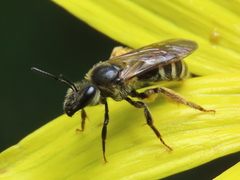 Lasioglossum