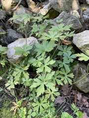 Geranium maculatum