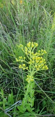 Solidago rigida