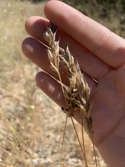Bromus