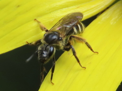 Lasioglossum