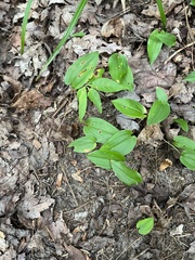 Maianthemum canadense
