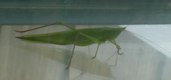 Neoconocephalus ensiger