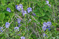 Achimenes longiflora
