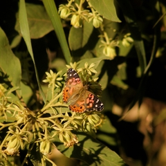Vanessa braziliensis
