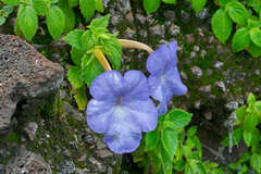 Achimenes longiflora