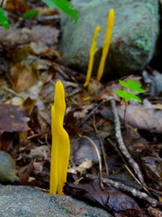 Clavulinopsis