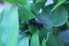 Mallophora leschenaulti