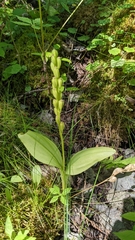Liparis loeselii