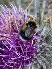 Bombus lucorum