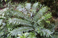 Angiopteris fokiensis