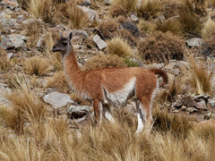 Lama guanicoe
