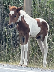 Equus caballus