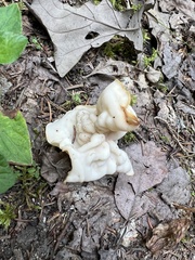 Helvella