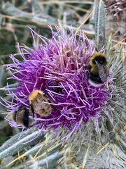 Bombus lucorum