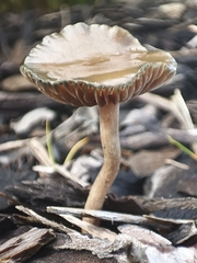 Psilocybe