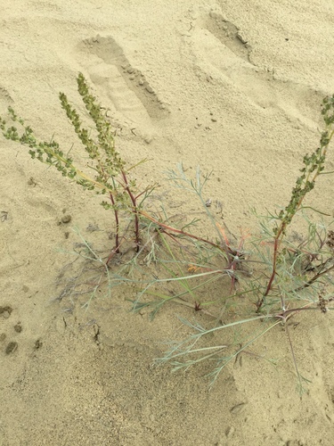 Artemisia borealis, photograph 4