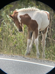 Equus caballus