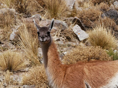 Lama guanicoe