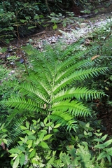 Angiopteris fokiensis