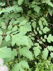 Koelreuteria paniculata