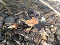 Psilocybe