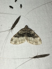 Xanthorhoe lacustrata