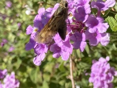 Hylephila phyleus