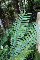 Angiopteris fokiensis