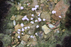 Ostropomycetidae